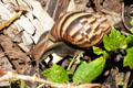 Lissachatina fulica